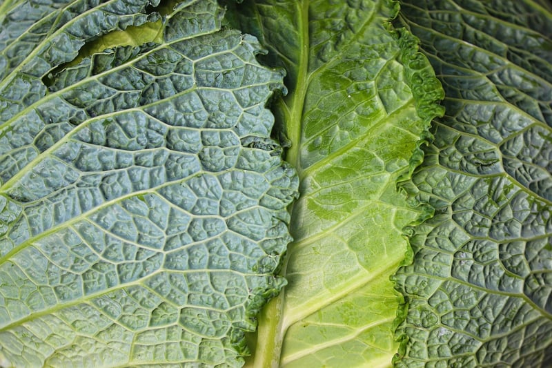 Edible Greens
