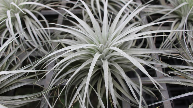 Air Plants