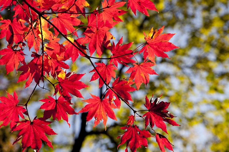 Fall Foliage