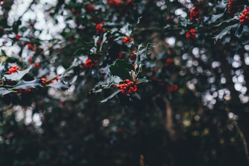 Winter Wonderland