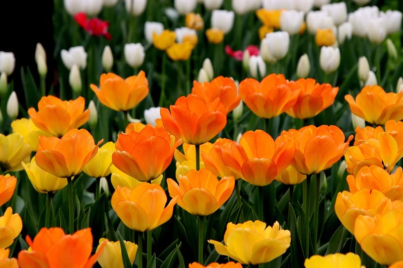 Spring Blooms